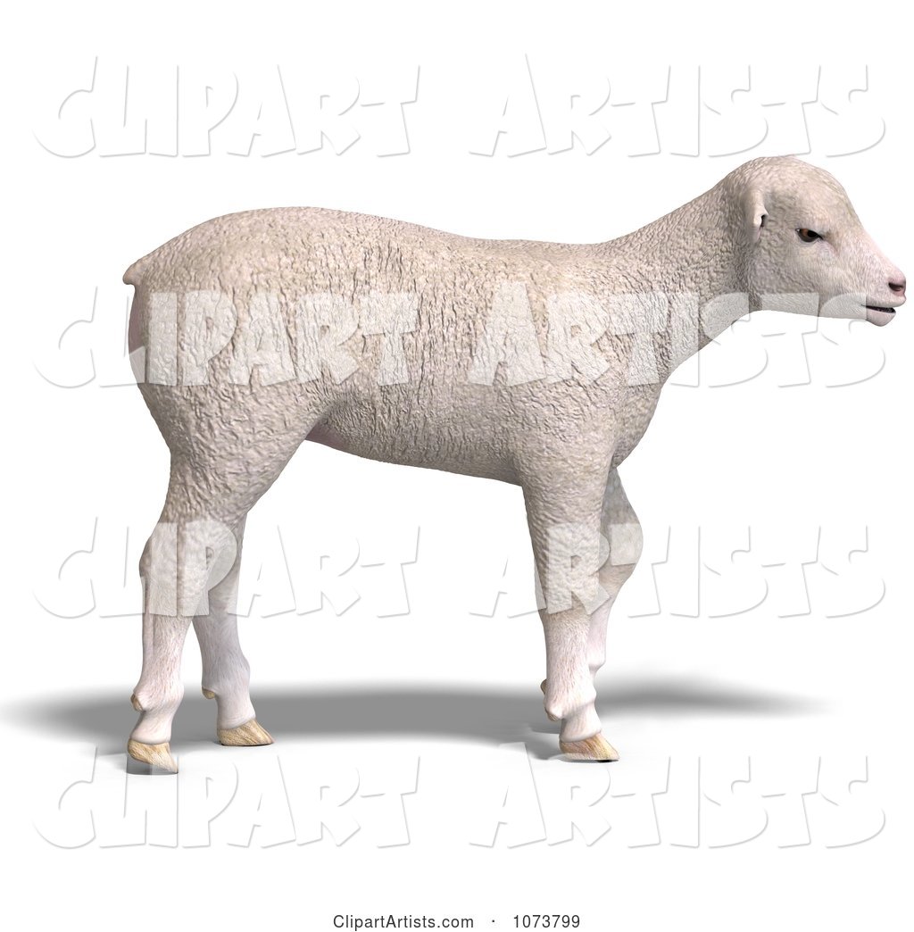 White Lamb Sheep Jumping 3