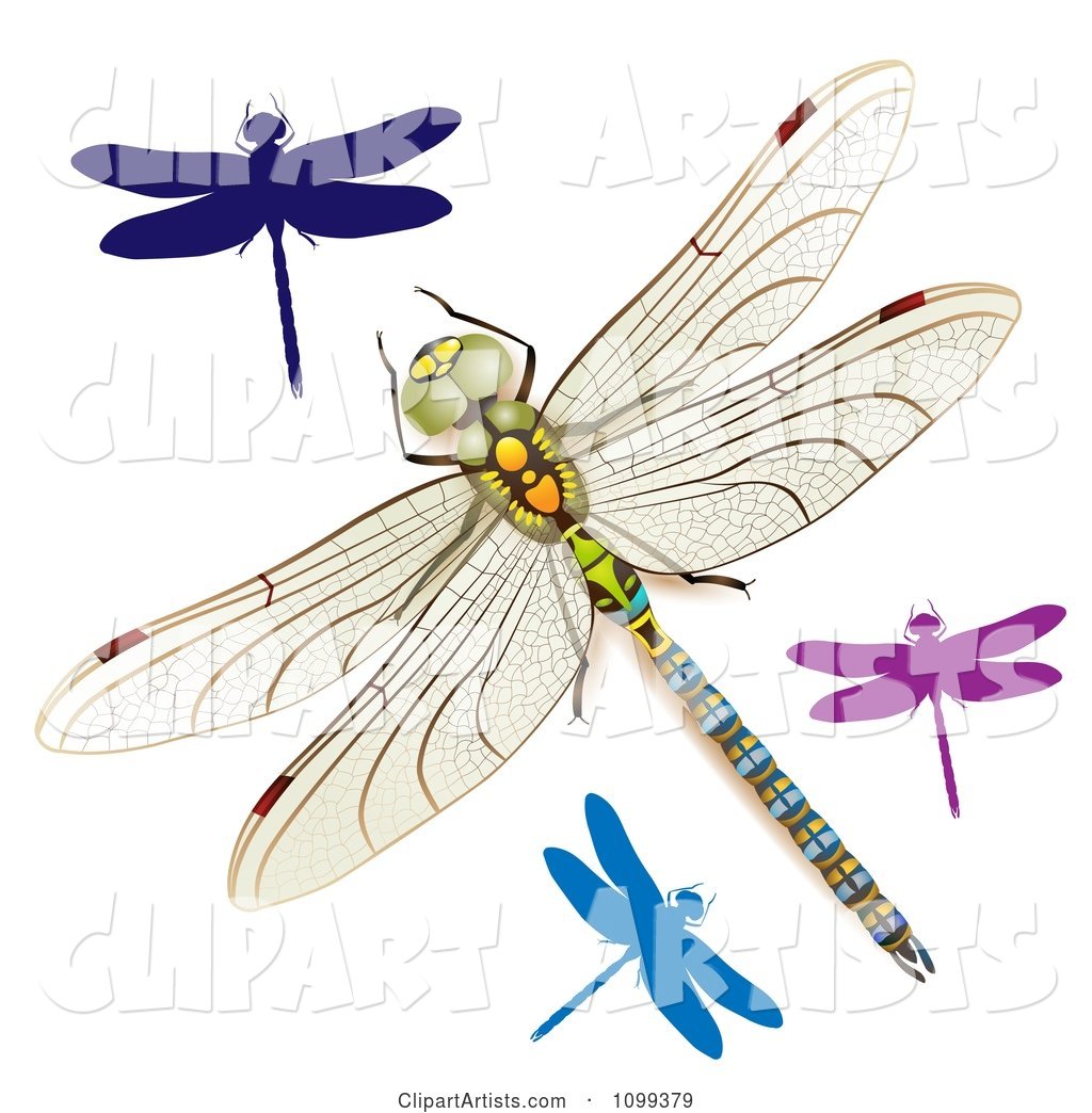 Colorful Dragonflies