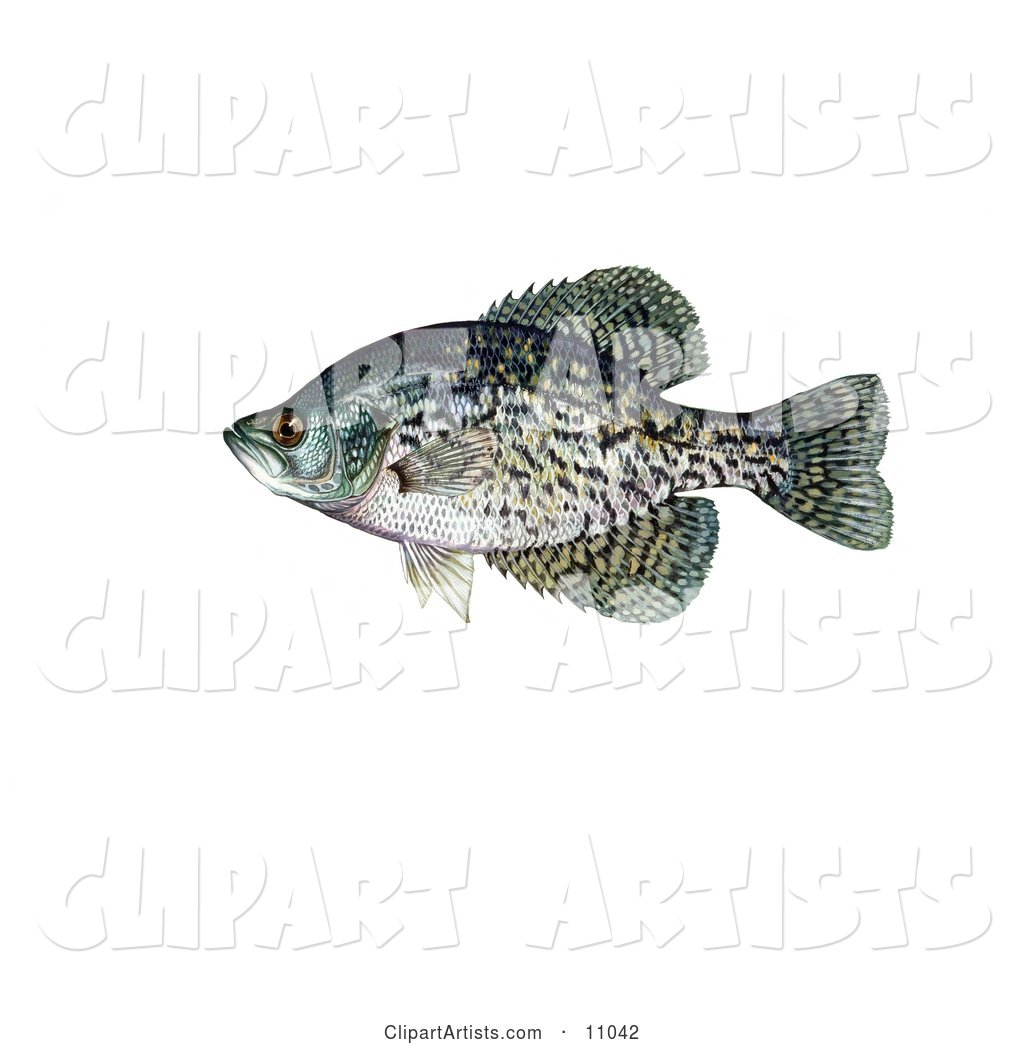 A Black Crappie Fish (Pomoxis Nigromaculatus)