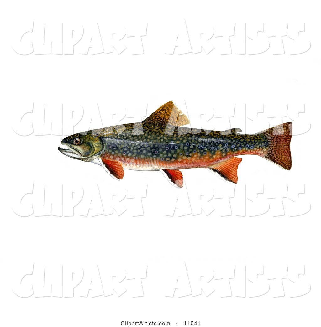 A Brook Trout Fish (Salvelinus Fontinalis)