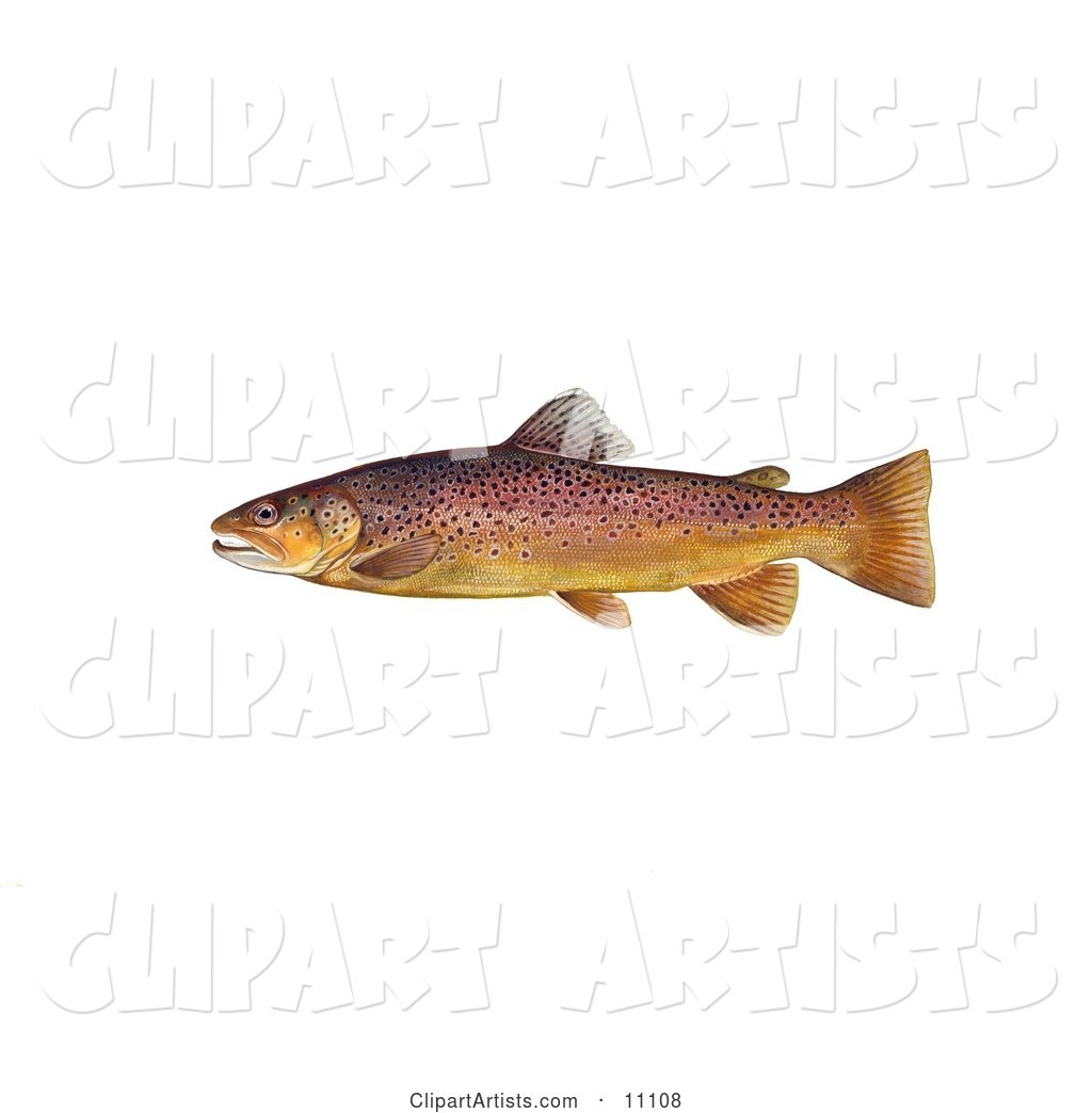 A Brown Trout Fish (Salmo Trutta)