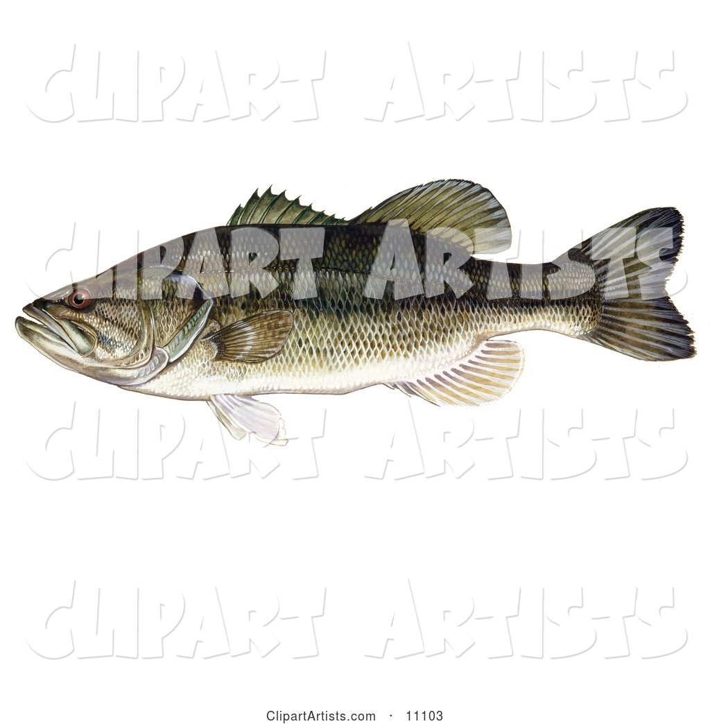 A Largemouth Bass Fish (Micropterus Salmoides)