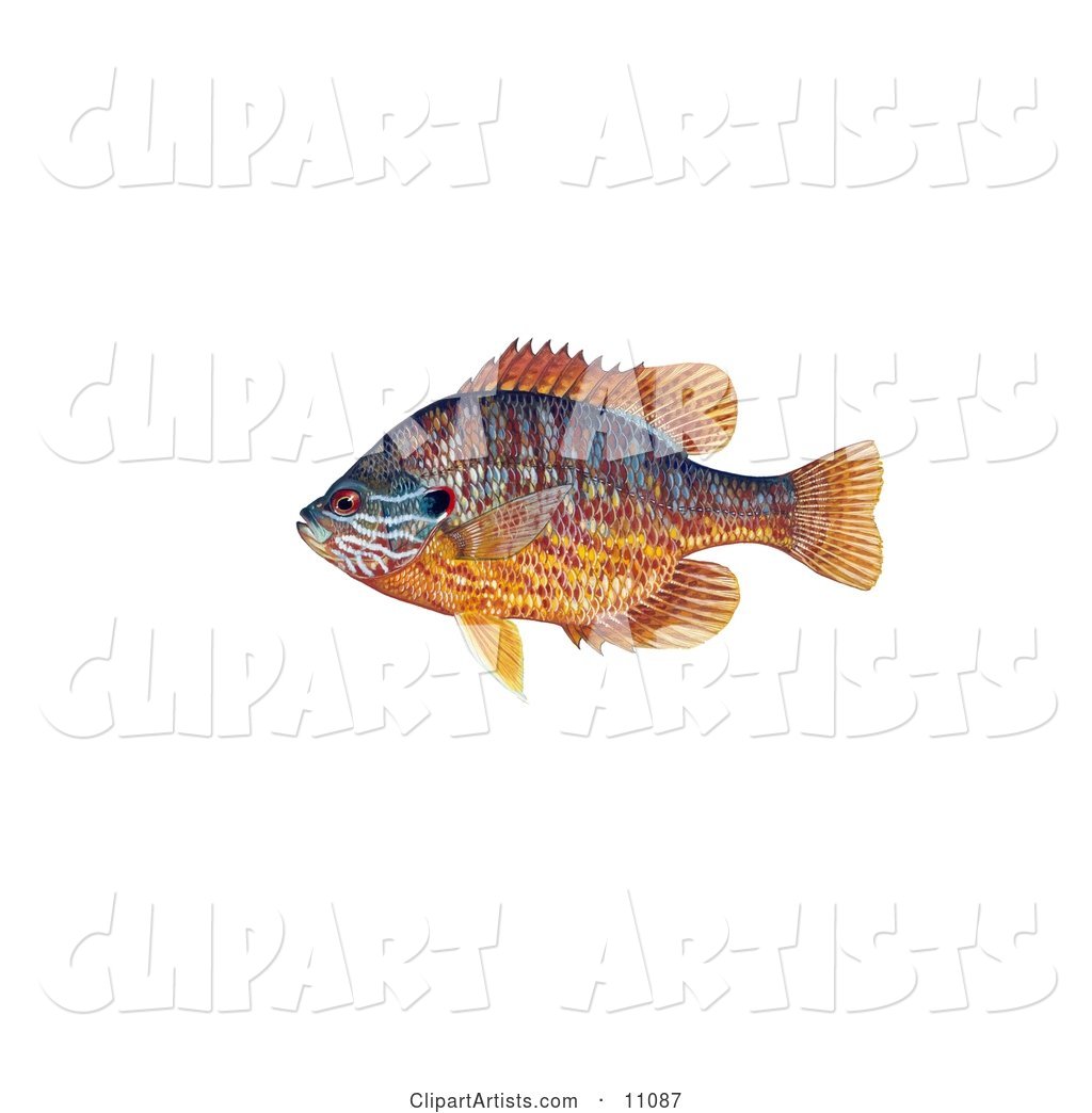 A Pumpkinseed Fish (Lepomis Gibbosus)