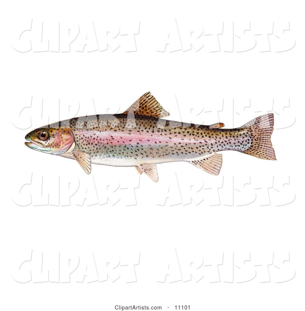 A Rainbow Trout Fish (Oncorhynchus Mykiss)