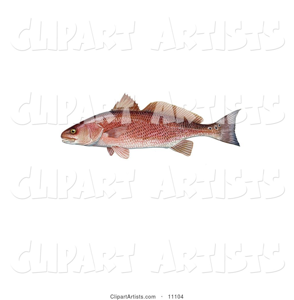 A Red Drum Fish (Sciaenops Ocellata)
