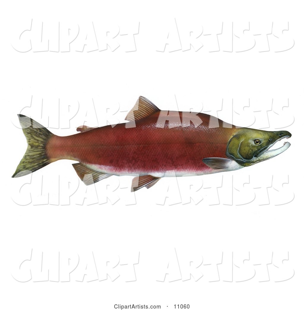 A Sockeye Salmon Fish (Oncorhynchus Nerka)