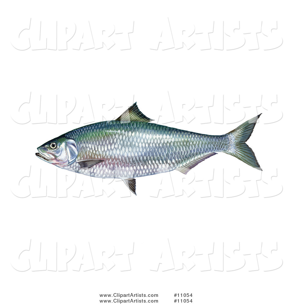 An Alabama Shad Fish (Alosa Alabamae)