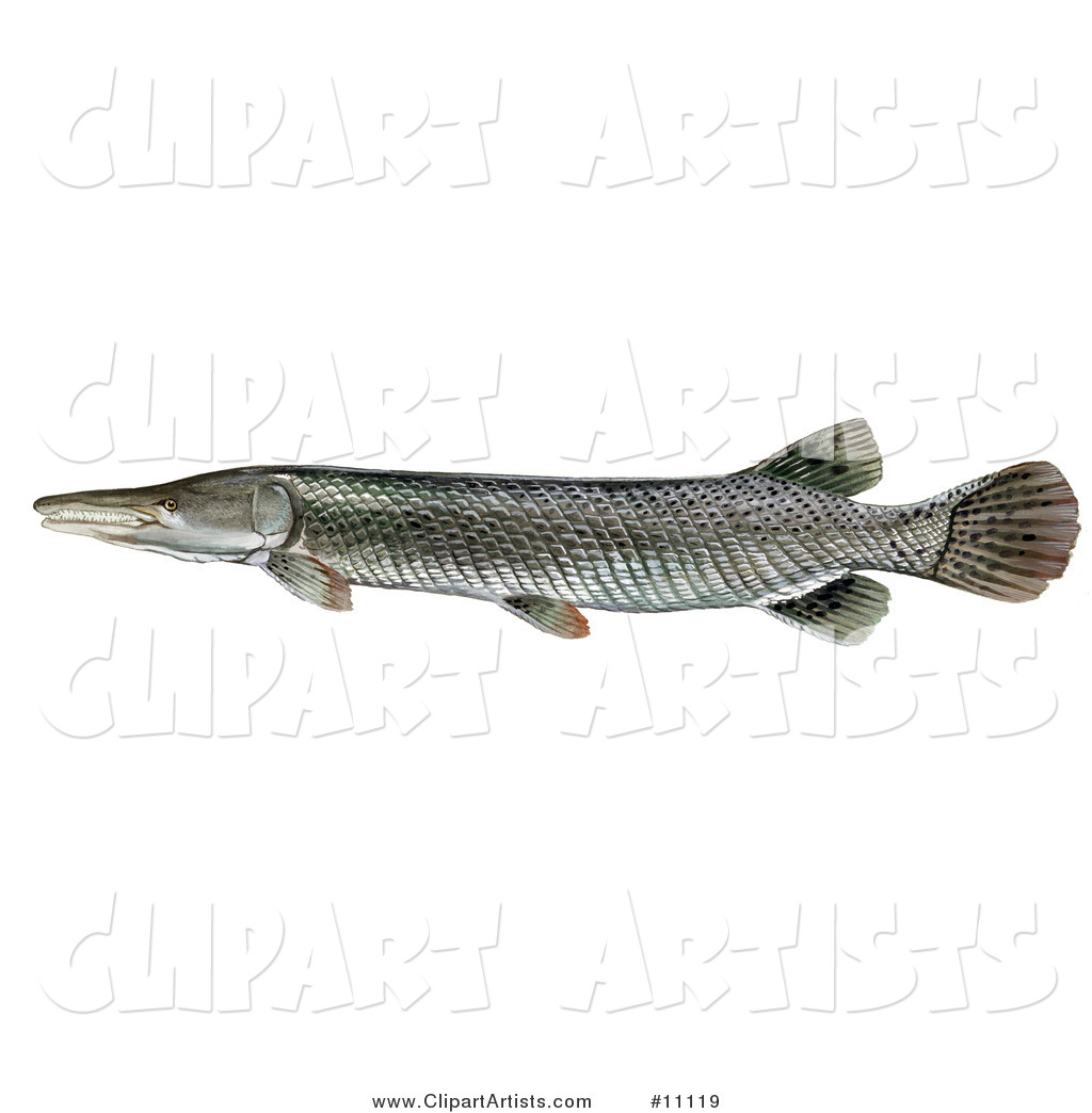 An Alligator Gar Fish (Atractosteus Spathula)
