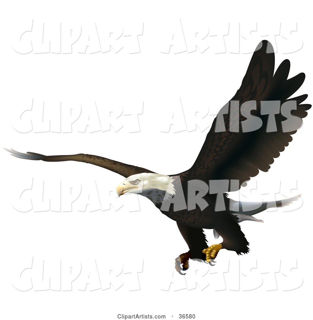 Bald Eagle Flying with His Talons Ready to Grab Prey