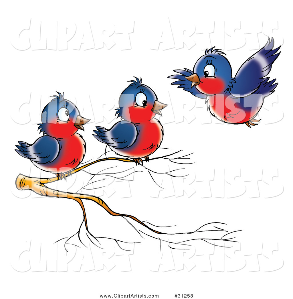 Blue and Red Robin Flying Towards Two Others Perched on a Branch