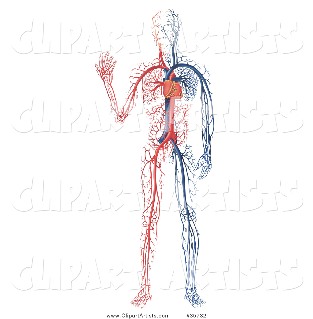 Blue and White Veins and the Heart of a Human Body
