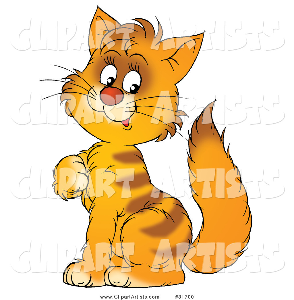 Cute Orange Striped Kitty Cat Sitting and Scratching His Chest