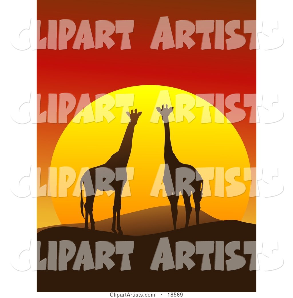 Giraffe Pair Silhouetted on a Hilly African Landscape in Front of a Big Red Sunset