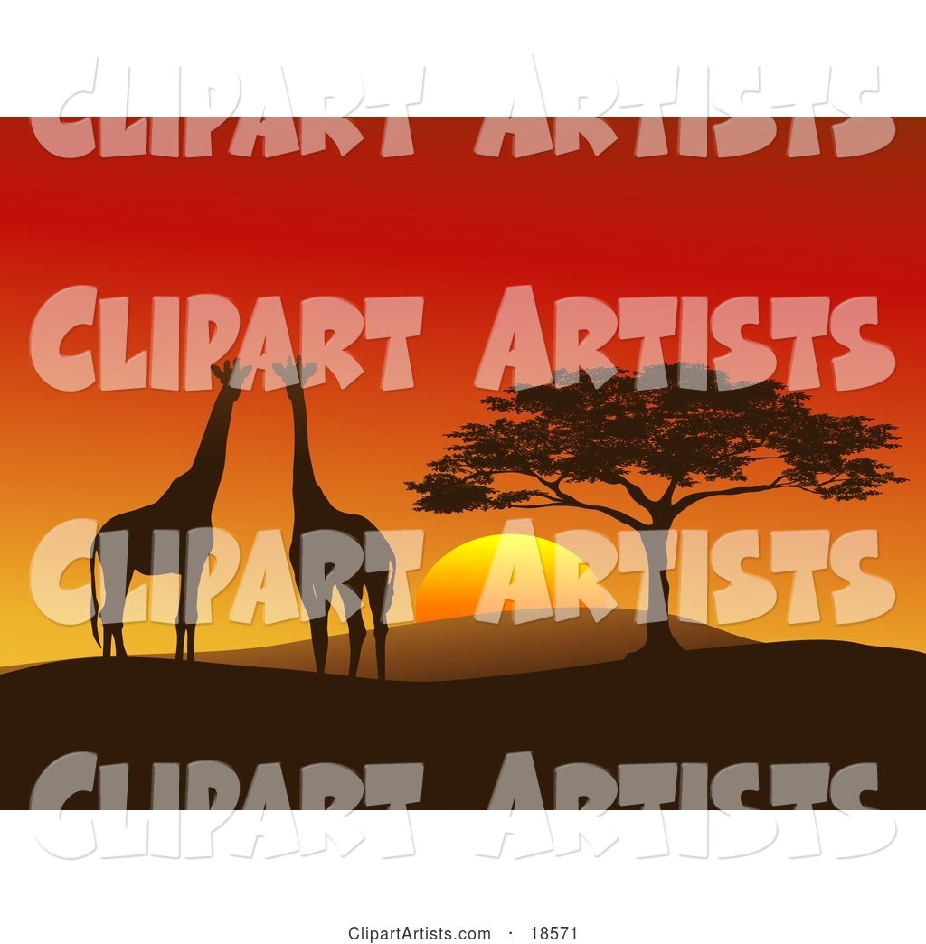 Giraffe Pair Silhouetted on a Hilly African Landscape near a Tree in Front of a Big Red Sunset on the Serengeti, Horizontal Composition