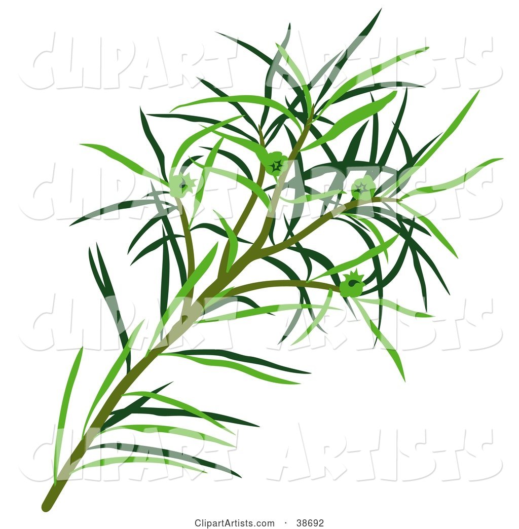 Green Narrow-Leaved Paperbark, Narrow-Leaved Tea-Tree, Narrow-Leaved Ti-Tree, or Snow-In-Summer (Melaleuca Alternifolia) Leaves