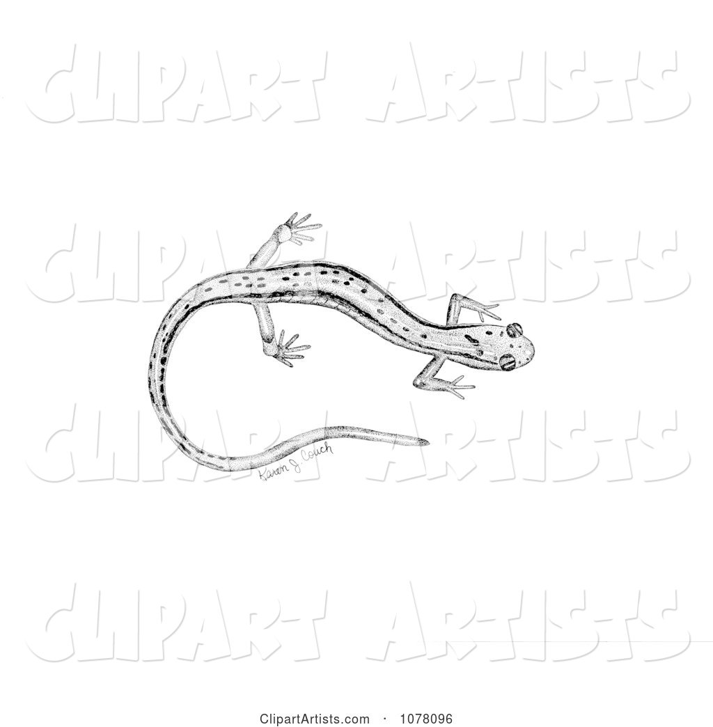 Northern Two-lined Salamander (Eurycea Bislineata)