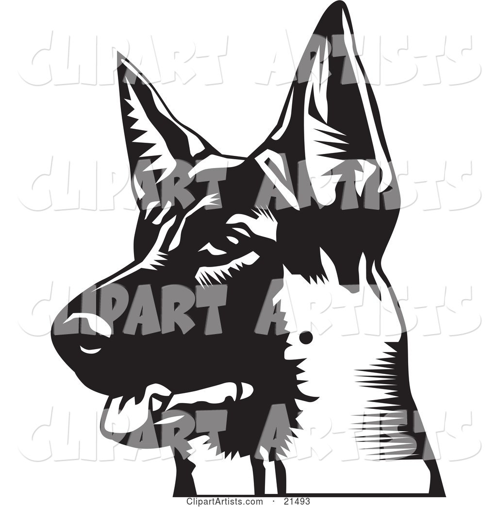 Alert German Shepherd with His Mouth Slightly Open, Looking off to the Left, on a White Background