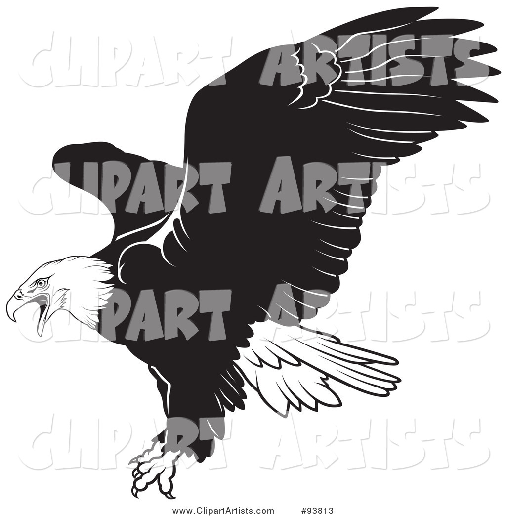 Black and White Bald Eagle in Flight - 1
