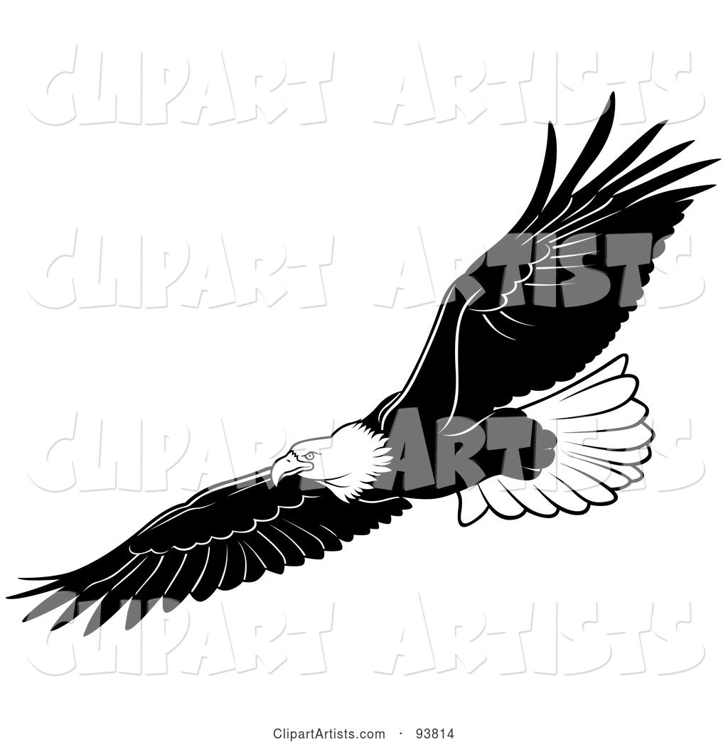 Black and White Bald Eagle in Flight - 3