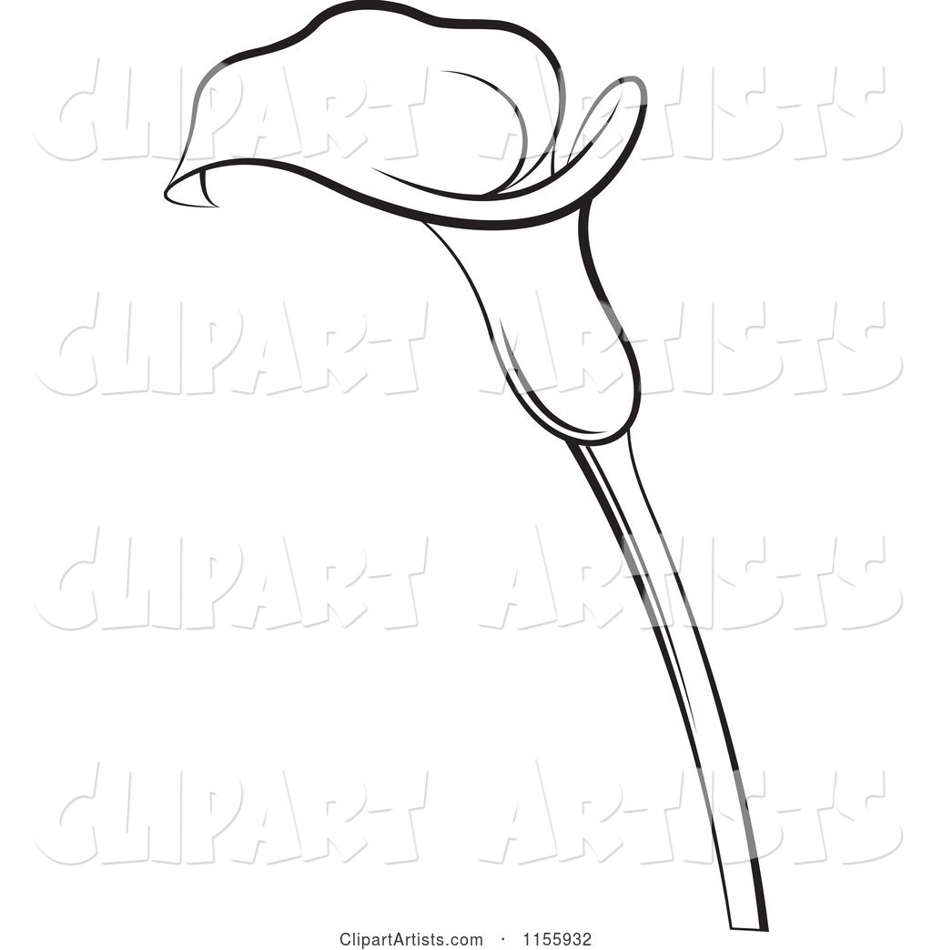 Black and White Calla Lily Flower