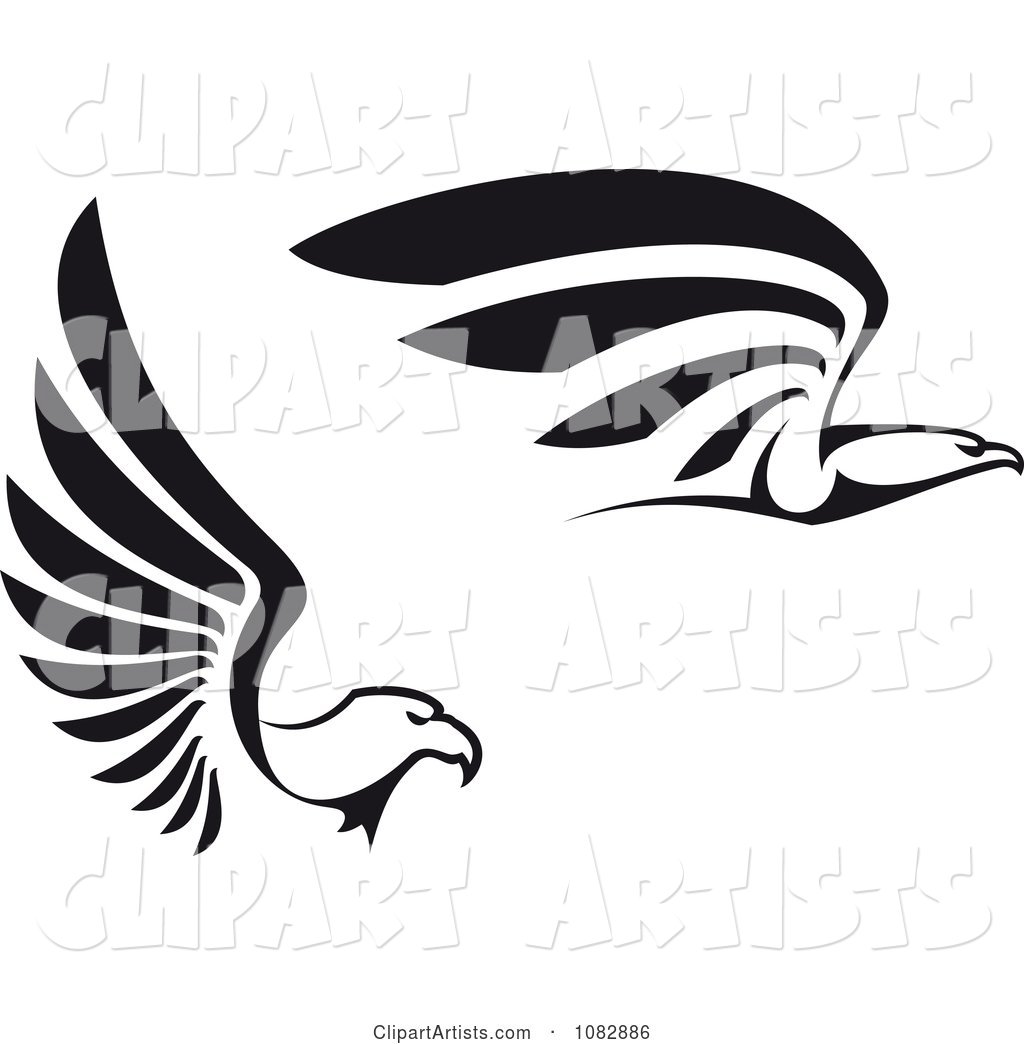 Black and White Flying Eagles in Profile