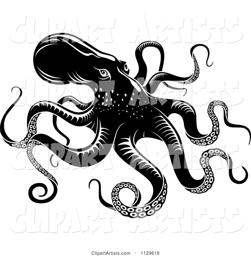 Black and White Octopus