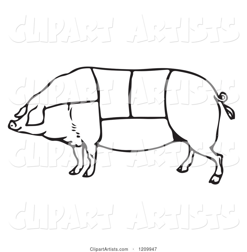 Black and White Pig with Butcher Sections of Meat Cuts
