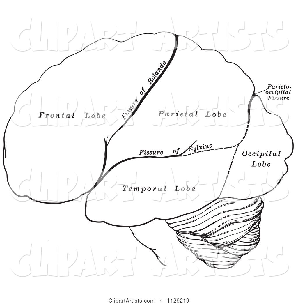 Black and White Retro Diagram of the Hemispheres of the Human Brain