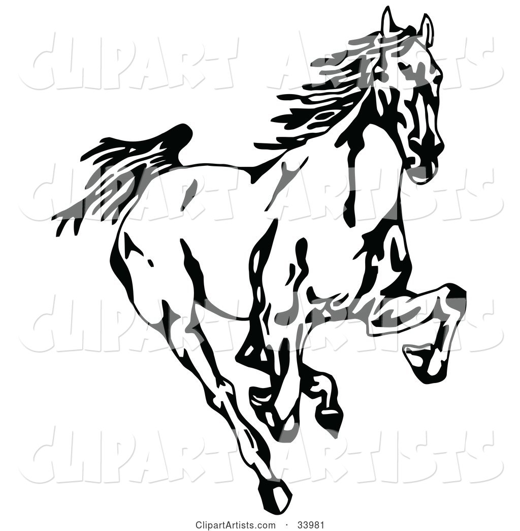 Black and White Wild Mustang Running Forward Towards the Viewer