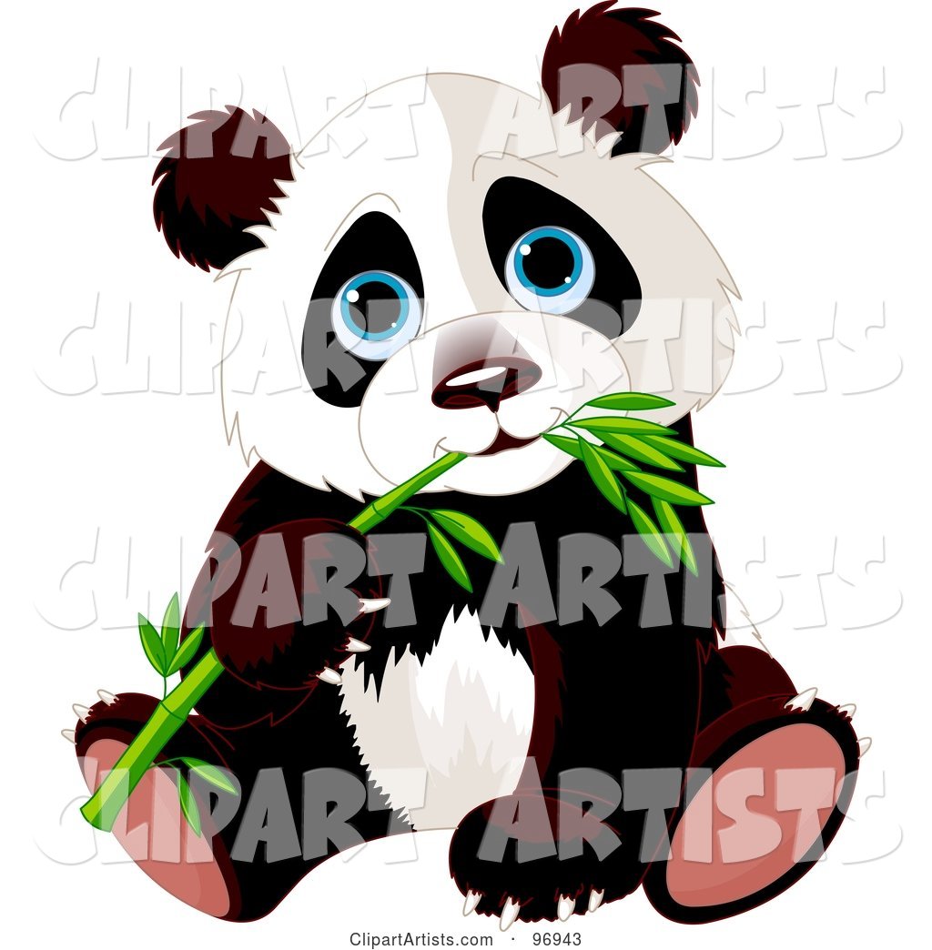 Blue Eyed Baby Panda Sitting and Munching on Bamboo