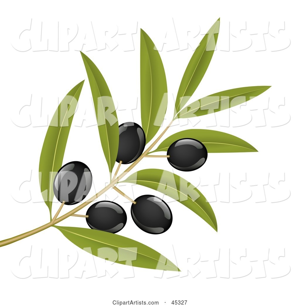 Branch of Organic Black Olives on a Tree