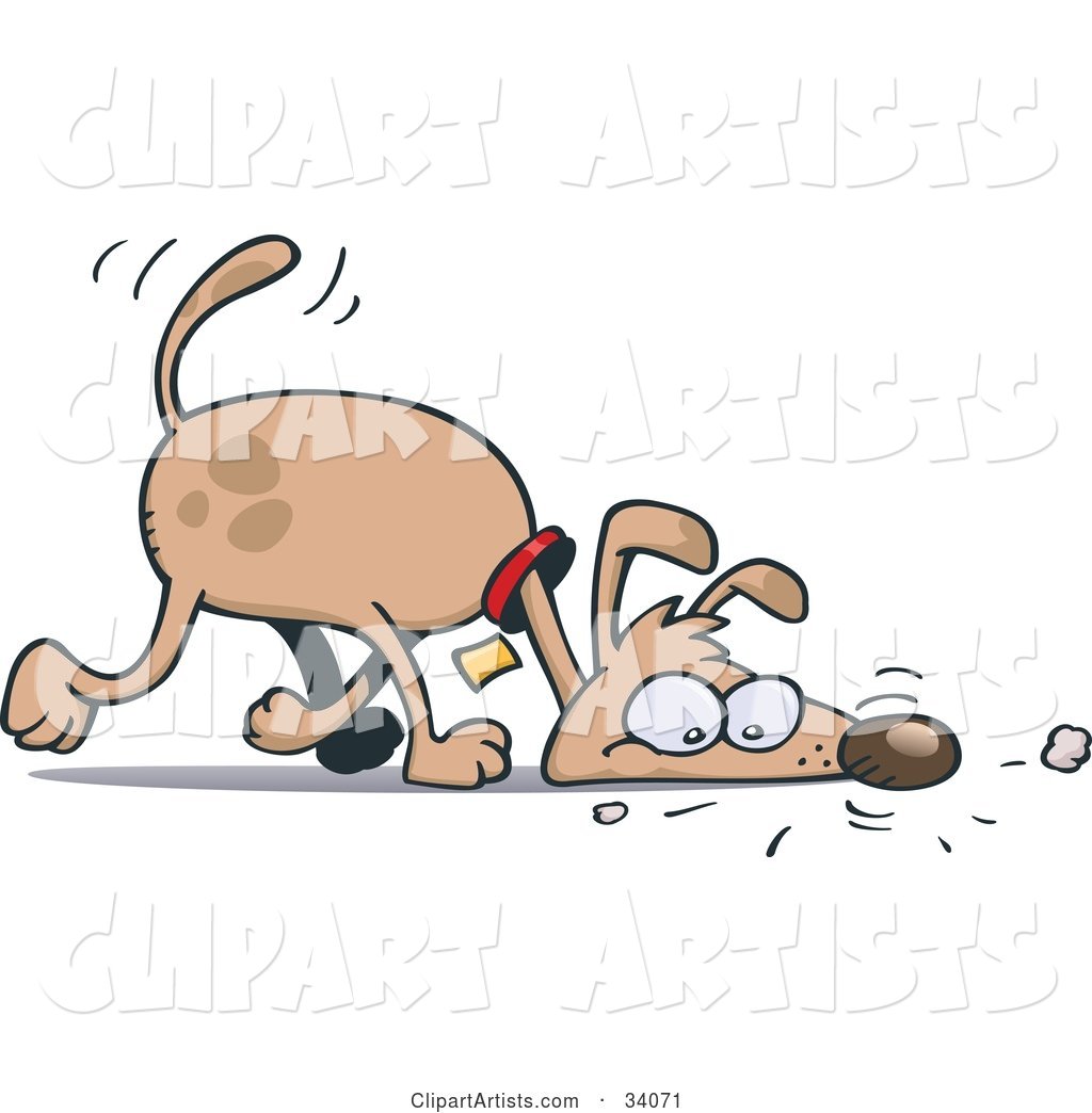 Brown Pooch Walking with His Head on the Ground, Sniffing a Scent