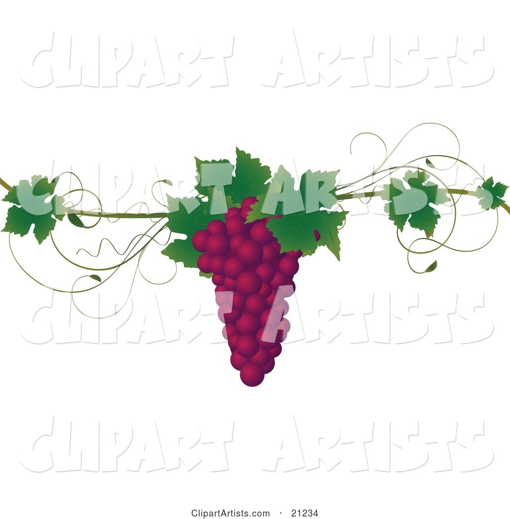 Bunch of Purple Concord Grapes with Green Leaves on a Grapevine, over a White Background