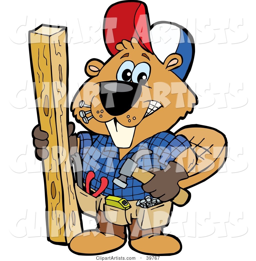 Carpenter Beaver Building with Wood, Biting Nails in His Mouth