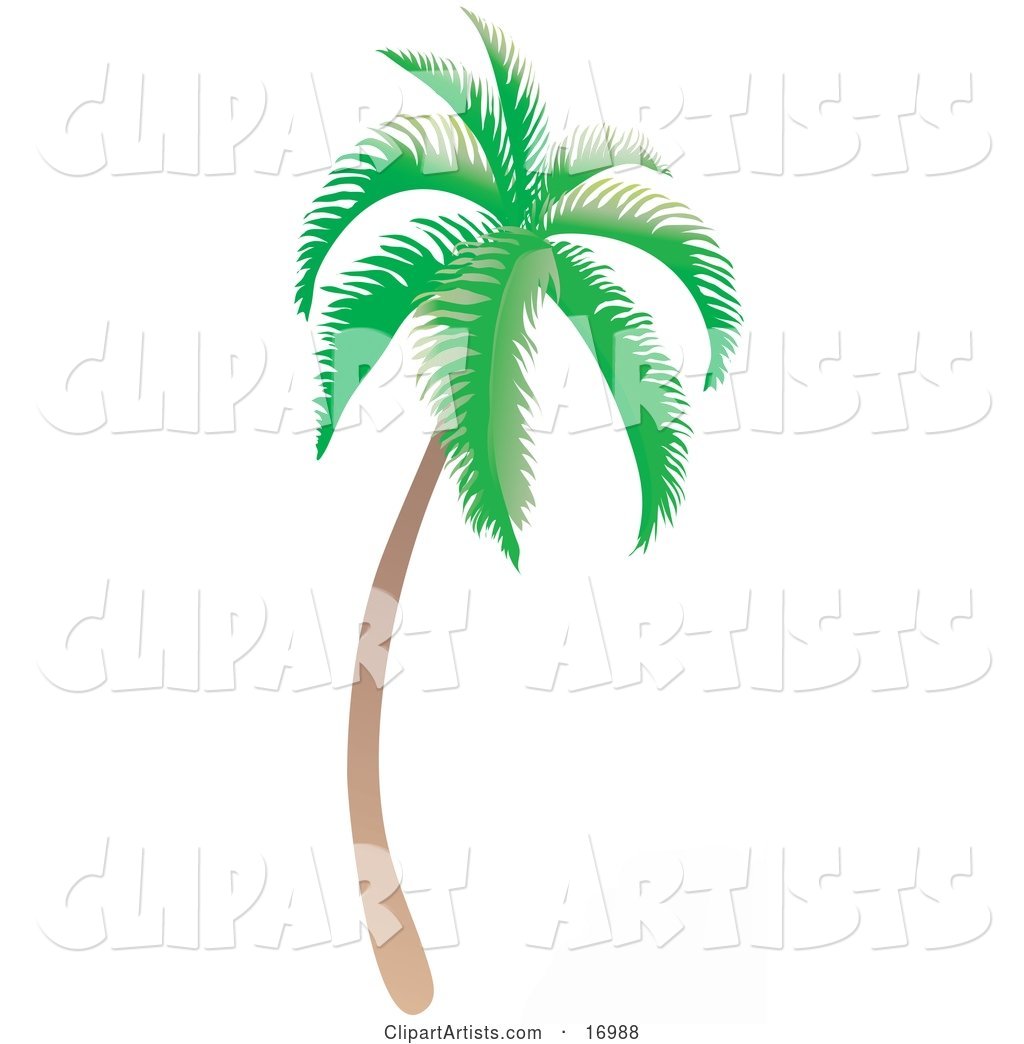 Coconut Palm Tree with Green Foliage, Curving Slightly and Leaning Towards the Right