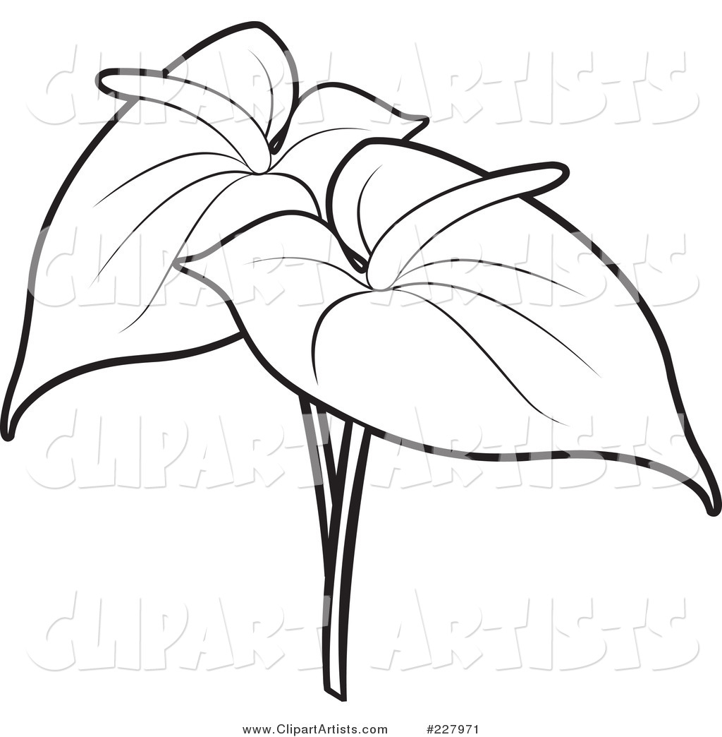 Coloring Page Outline of Two Anthurium Flowers