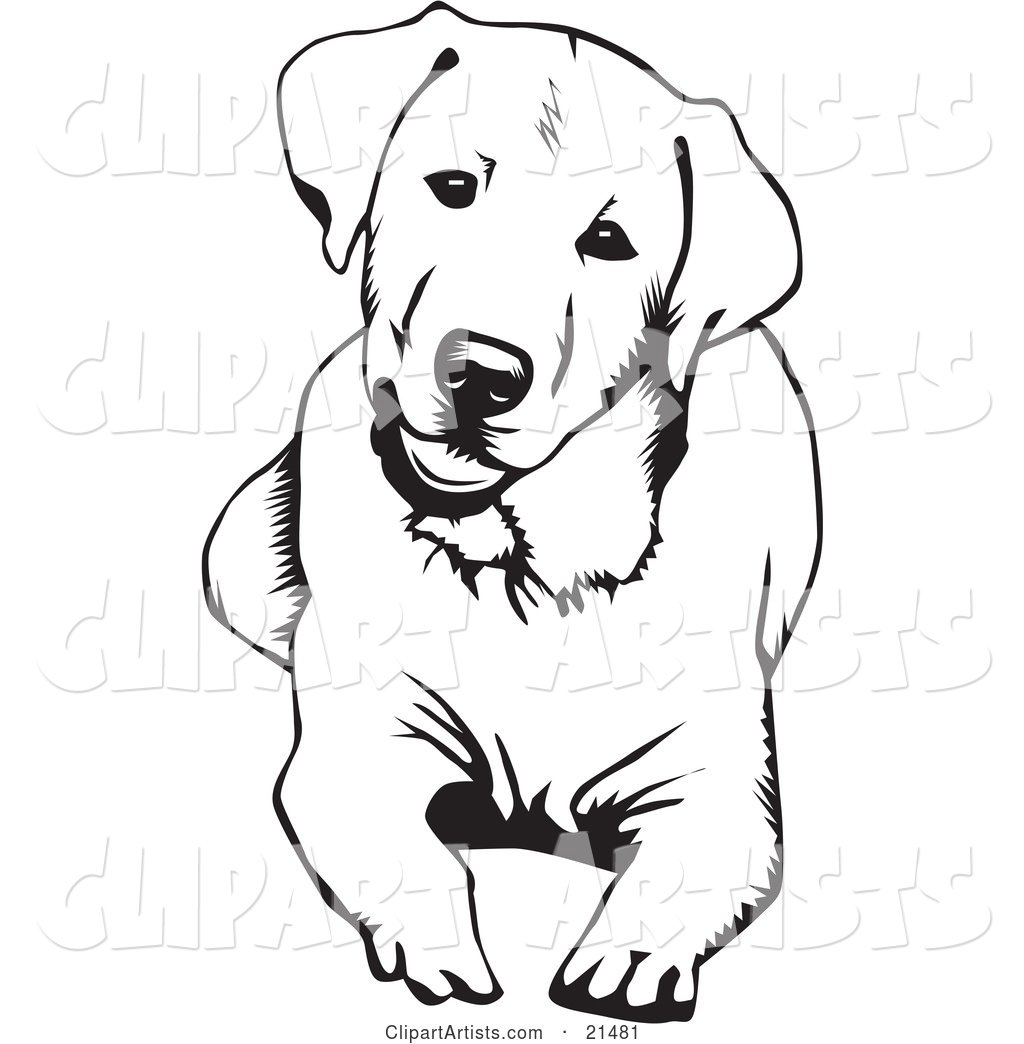Cute and Curious Labrador Retriever Dog Lying down and Tilting His Head, on a White Background