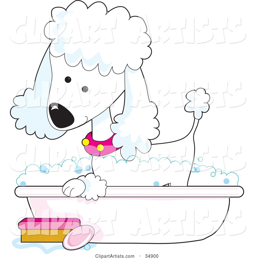 Cute White Poodle in a Pink Collar, Taking a Sudsy Bubble Bath in a Tub