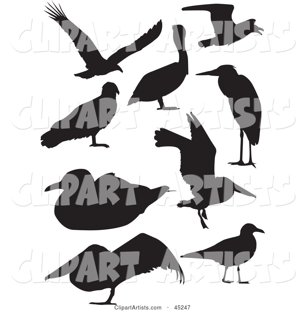 Digital Collage of Profiled Black Bird Silhouettes