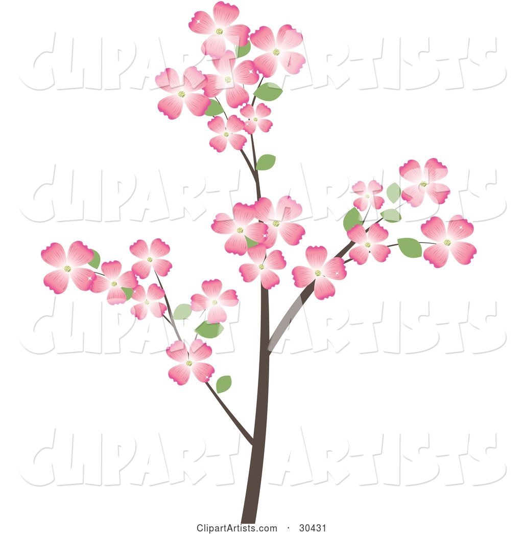Flowering Dogwood Tree Branch Covered in Beautiful Pink Flowers