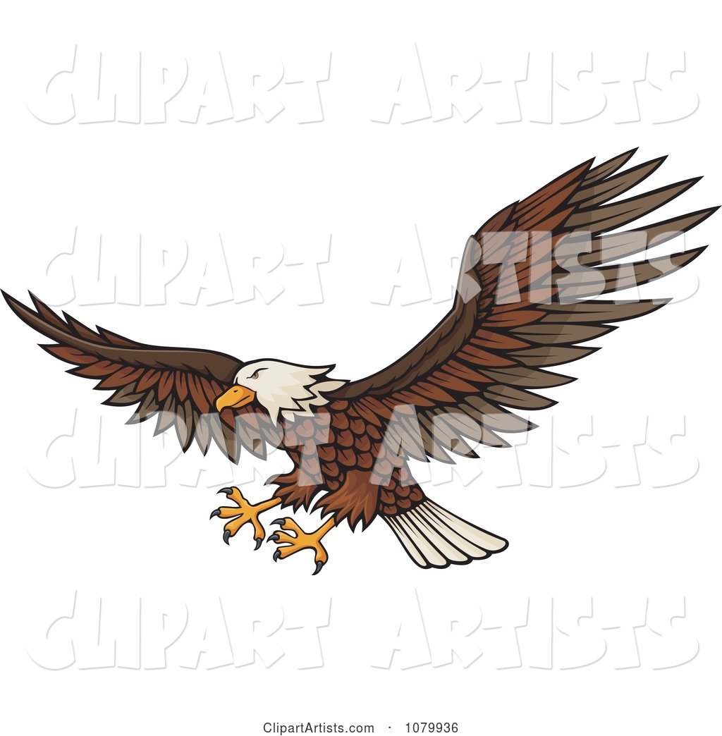 Flying Bald Eagle with Extended Talons