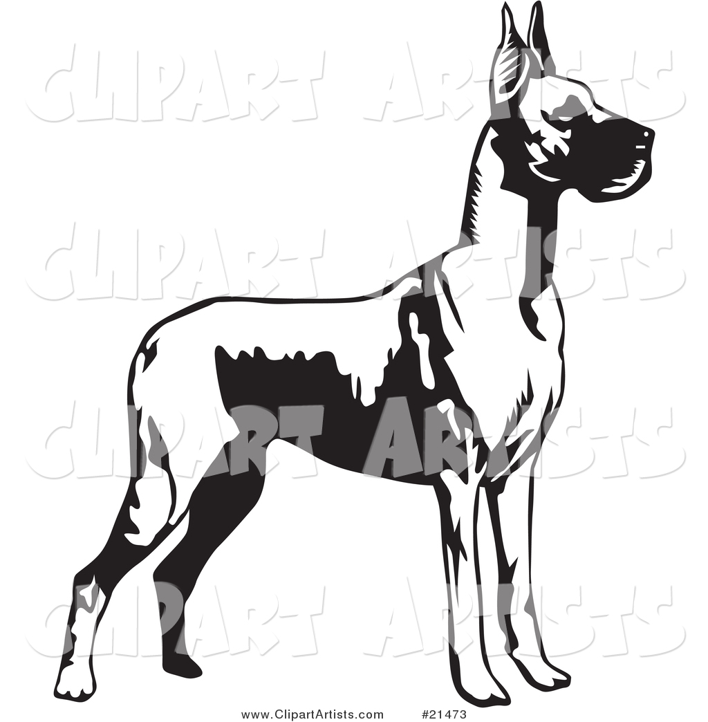 Great Dane Dog with Cropped Ears, Standing Alert and Facing Right, over a White Background