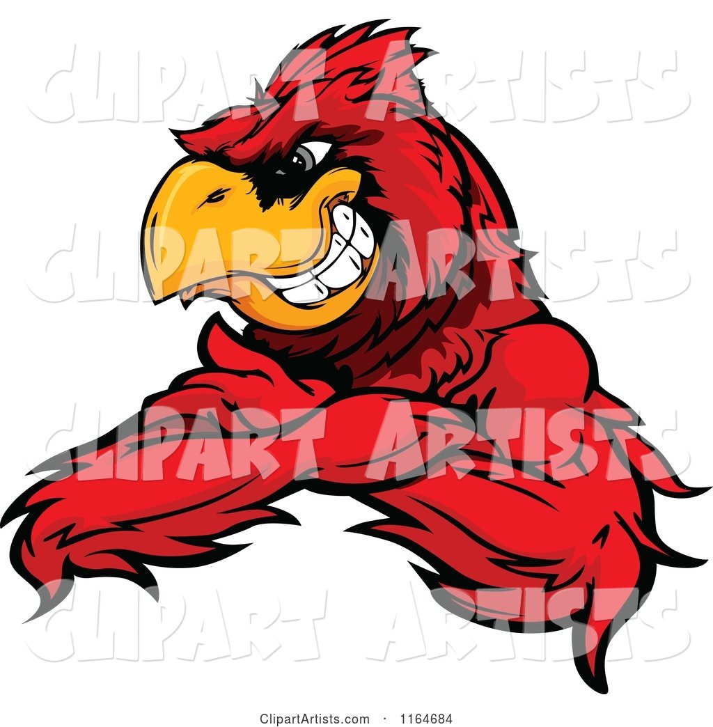 Grinning Red Cardinal Bird with Folded Arms