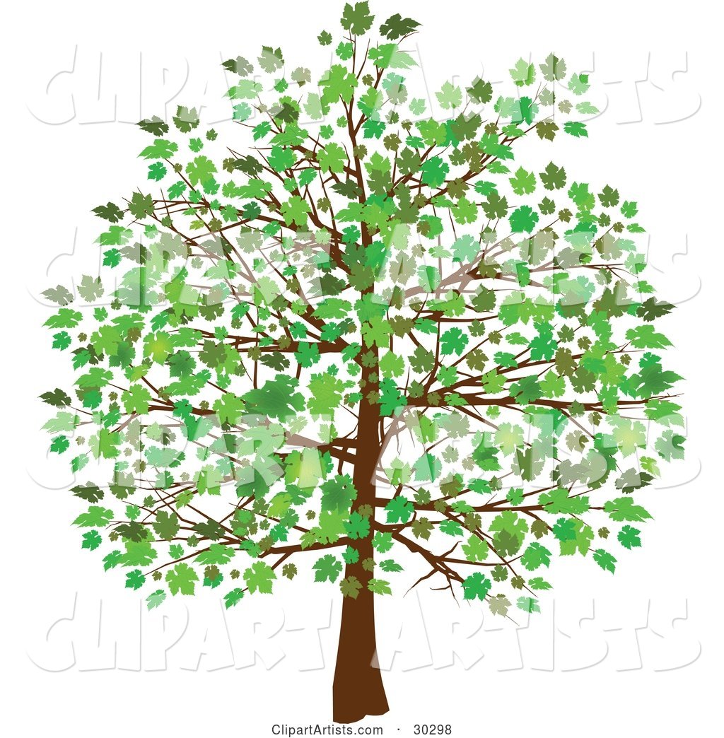Grown Tree with Green Leaves and Foliage