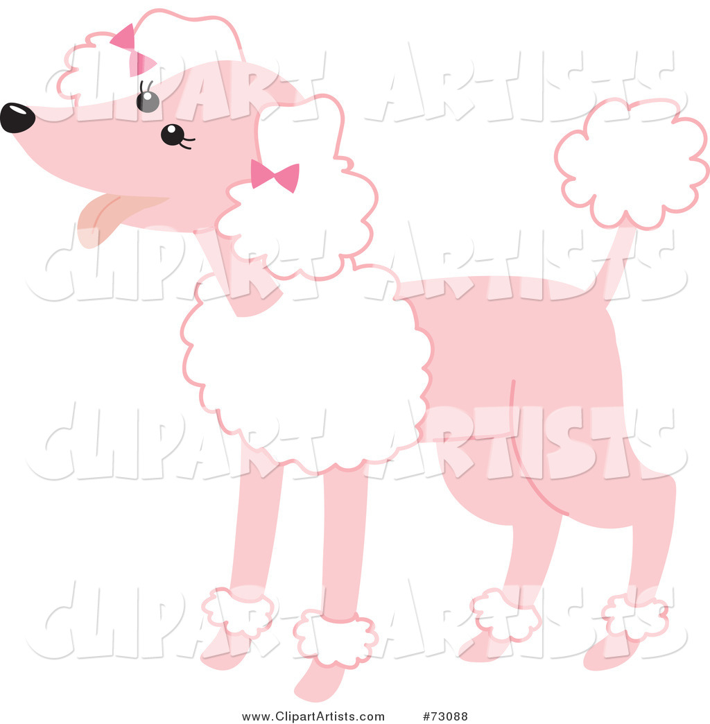 Happy Pink Poodle with White Fluff