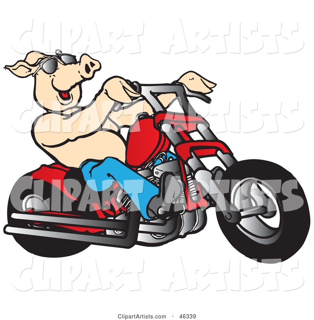 Happy Shirtless Pig in Shades, Riding a Red Chopper
