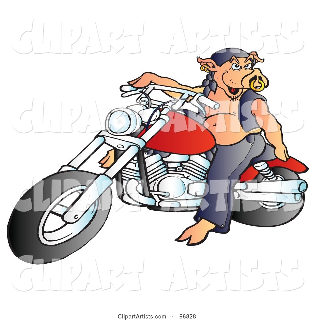 Hog with a Piercing, Riding a Red Motorcycle