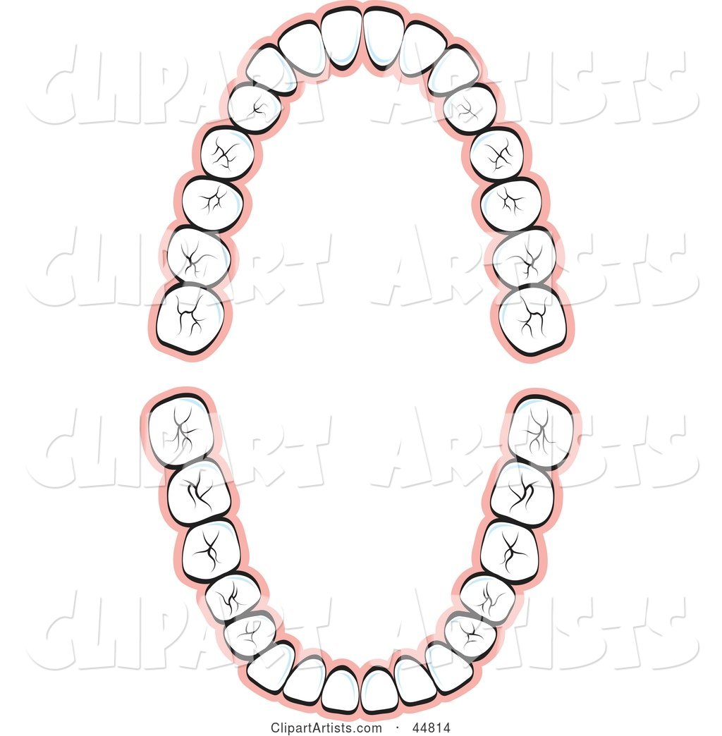 Layout of Human Teeth