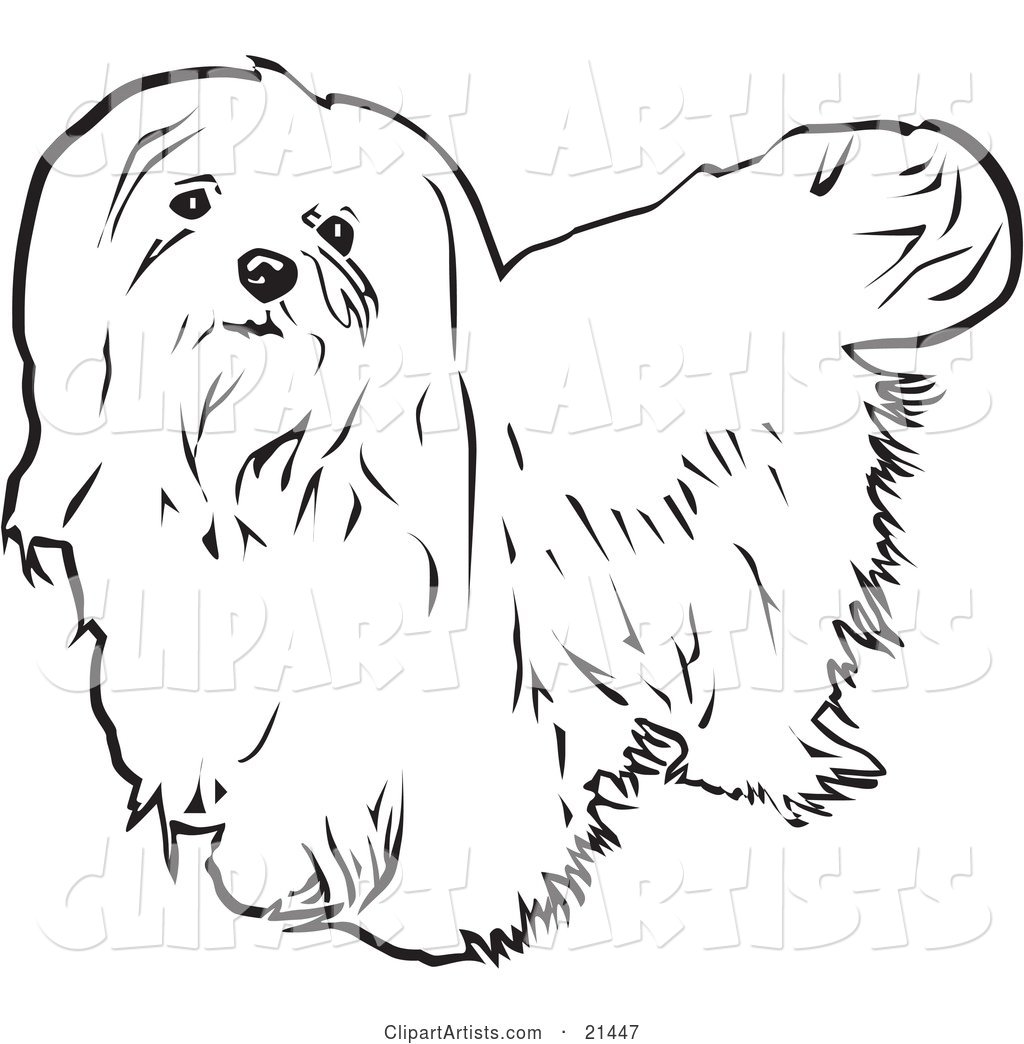 Long Haired Maltese Dog Looking Upwards, on a White Background