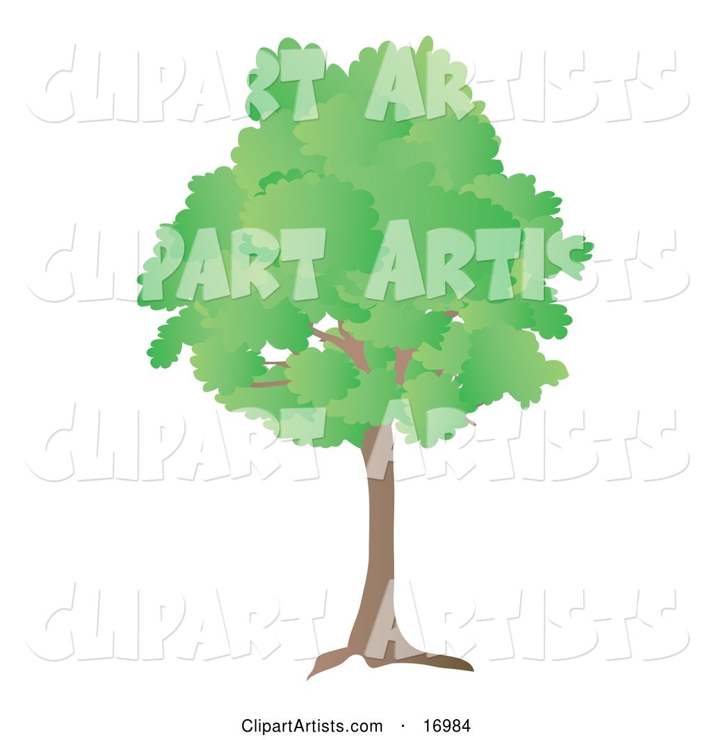 Oak Tree with Green Spring or Summer Foliage Leaves